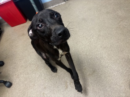 Shelter Stray Male Dog last seen Near VINEYARD WALK Atlanta, 30316, 30316, GA, 3280 Chamblee Dunwoody Rd, Chamblee, GA 30341, USA