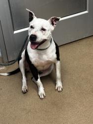 Shelter Stray Female Dog last seen , , GA, 3280 Chamblee Dunwoody Rd, Chamblee, GA 30341, USA