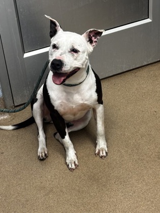 Shelter Stray Female Dog last seen , , GA, 3280 Chamblee Dunwoody Rd, Chamblee, GA 30341, USA