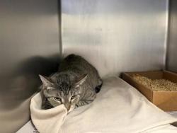 Shelter Stray Female Cat last seen Near blk University Blvd, Round Rock, City of Round Rock, TX, 1855 SE Inner Loop, Georgetown, TX 78626, USA