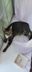 Lost Male Cat last seen Grand and Jurupa Ave, Riverside, CA 92504