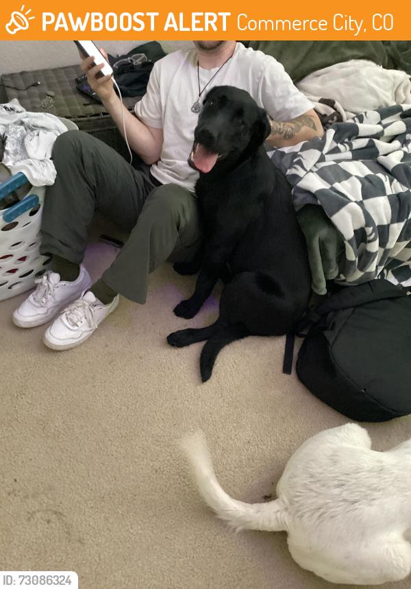 Found/Stray Female Dog last seen Turnberry., Commerce City, CO 80022