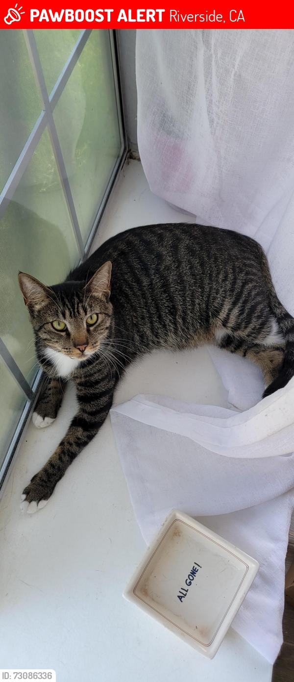 Lost Male Cat last seen Grand and Jurupa Ave, Riverside, CA 92504