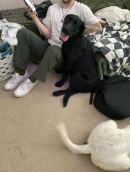 Found/Stray Female Dog last seen Turnberry., Commerce City, CO 80022