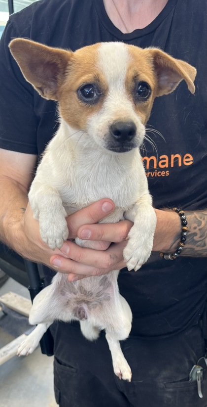 Shelter Stray Female Dog last seen N Hayes Ave & W Mckenzie Ave, Fresno Zone Fresno CO 2 93723, CA, 1510 W Dan Ronquillo Dr, Fresno, CA 93706, USA