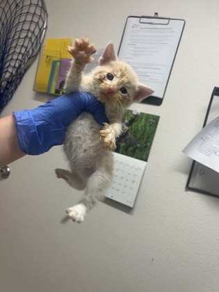 Shelter Stray Male Cat last seen YORKTON WAY at WARRINGTON CT, Sacramento County, CA, 6201 Florin Perkins Rd, Sacramento, CA 95828, USA