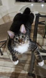 Lost Male Cat last seen Speedway / Indigo / Coral Bells Dr, Tucson, AZ 85745