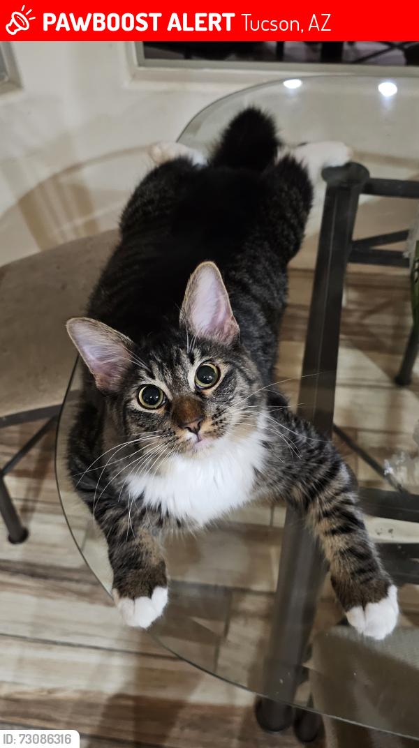 Lost Male Cat last seen Speedway / Indigo / Coral Bells Dr, Tucson, AZ 85745