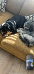 Reunited Male Dog last seen Near Roest Ln, Charlotte, NC 28269, USA, Charlotte, NC 28269