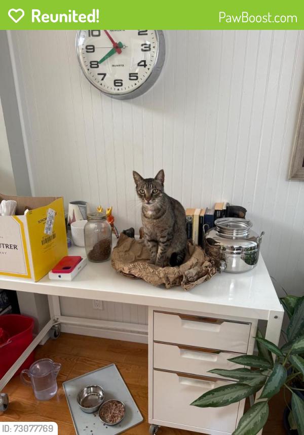 Reunited Male Cat last seen Piedmont Park , Piedmont, CA 94611