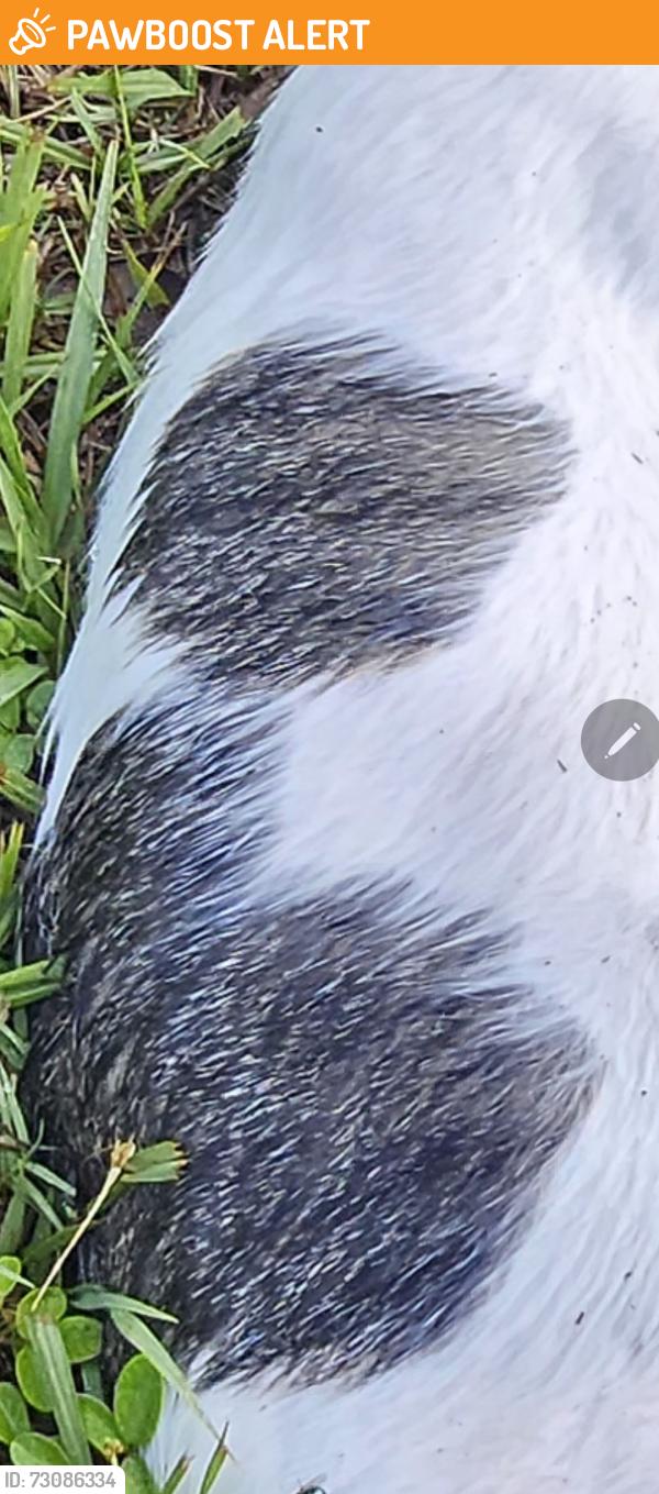 Found/Stray Male Cat last seen Country Lake Dr and Countrybrook st., Greater Northdale, FL 33624