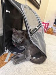 Lost Female Cat last seen Near west cornelia ave, Chicago, IL 60634
