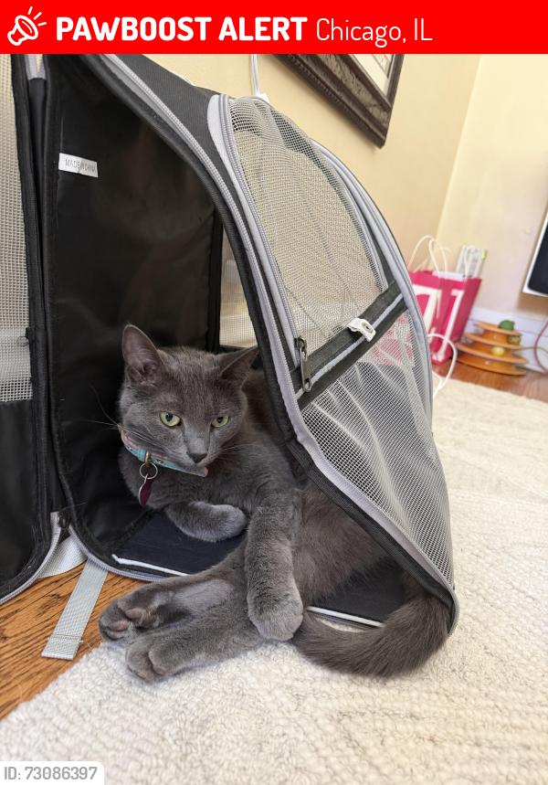Lost Female Cat last seen Near west cornelia ave, Chicago, IL 60634