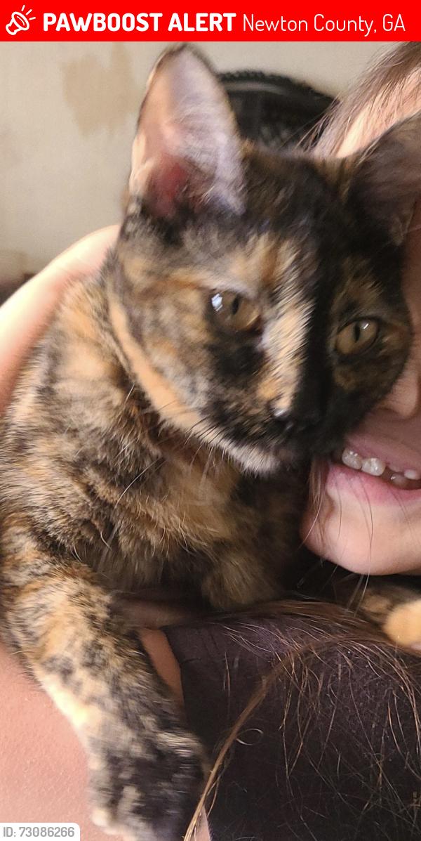 Lost Female Cat last seen White Birch Drive Covington, GA 30016, Newton County, GA 30016
