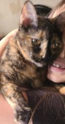 Lost Female Cat last seen White Birch Drive Covington, GA 30016, Newton County, GA 30016