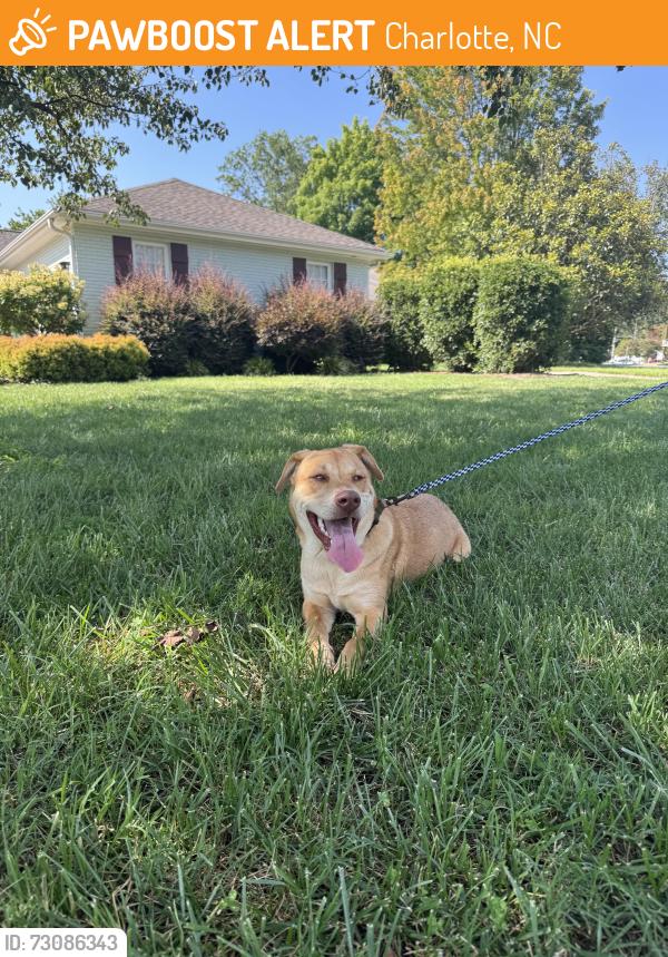 Found/Stray Male Dog last seen Country Club apmt Complex, Charlotte, NC 28205