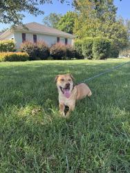 Found/Stray Male Dog last seen Country Club apmt Complex, Charlotte, NC 28205
