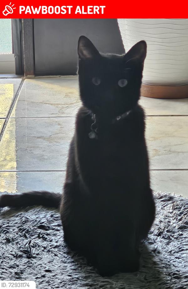 Lost Male Cat last seen Unknown location, Hawaiian Gardens, CA 90716