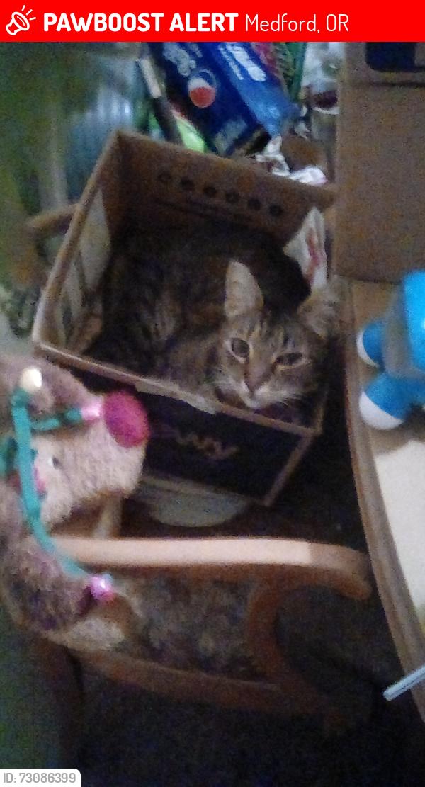 Lost Female Cat last seen Keene way drive and spring st, Medford, OR 97504