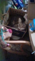 Lost Female Cat last seen Keene way drive and spring st, Medford, OR 97504