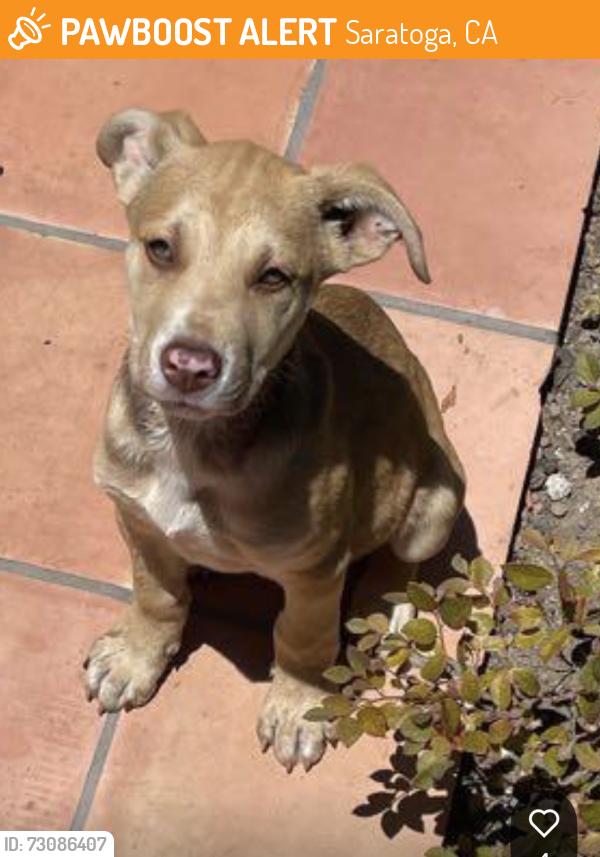 Found/Stray Male Dog last seen Saratoga Elementary, Saratoga, CA 95070