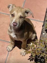 Found/Stray Male Dog last seen Saratoga Elementary, Saratoga, CA 95070