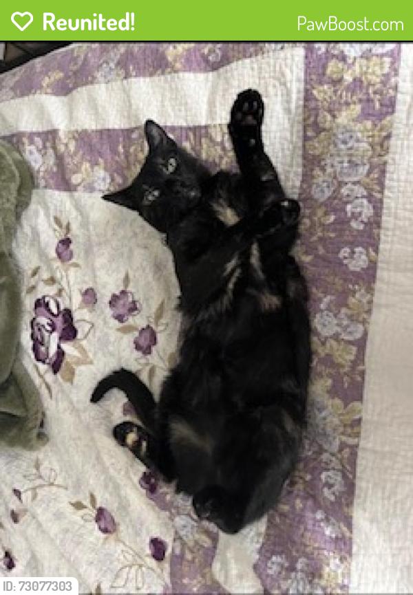 Reunited Female Cat last seen Cypress Rosehill, Cypress, TX 77429