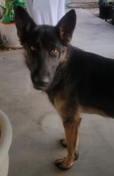 Found/Stray Female Dog last seen Kamana Rd and Menahka Rd, Apple Valley, Apple Valley, CA 92307