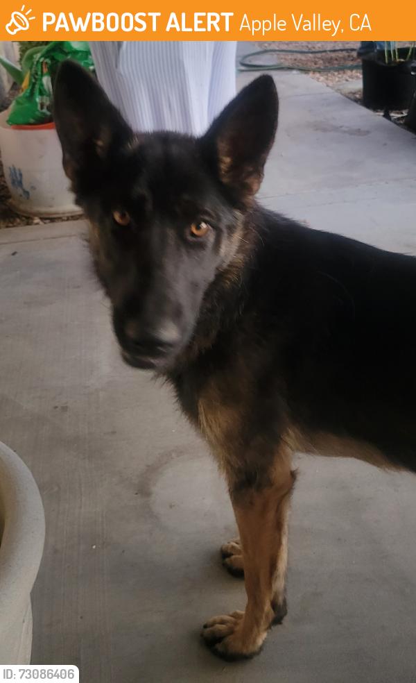 Found/Stray Female Dog last seen Kamana Rd and Menahka Rd, Apple Valley, Apple Valley, CA 92307