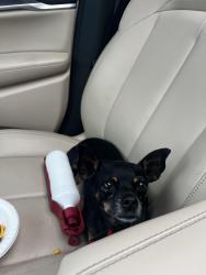 Found/Stray Female Dog last seen Karlow st lehigh acres, Lehigh Acres, FL 33974