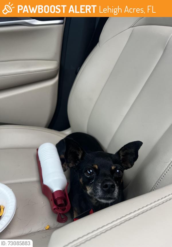 Found/Stray Female Dog last seen Karlow st lehigh acres, Lehigh Acres, FL 33974