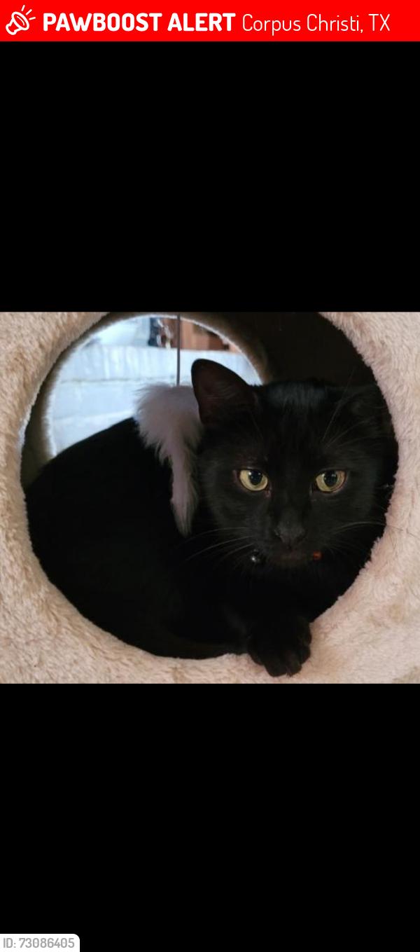 Lost Male Cat last seen Weber and Saratoga, Corpus Christi, TX 78415