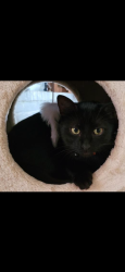 Lost Male Cat last seen Weber and Saratoga, Corpus Christi, TX 78415