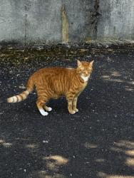 Reunited Female Cat last seen Jefferson parkway, Lake Oswego, OR 97034