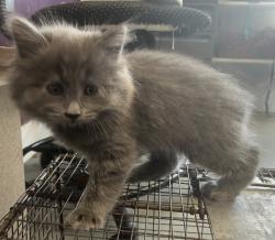 Shelter Stray Female Cat last seen Near N Redwood Road, SALT LAKE CITY, UT, 84116, 511 W 3900 S, Salt Lake City, UT 84123, USA