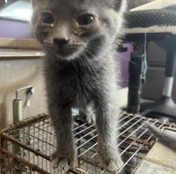 Shelter Stray Female Cat last seen Near N Redwood Road, SALT LAKE CITY, UT, 84116, 511 W 3900 S, Salt Lake City, UT 84123, USA
