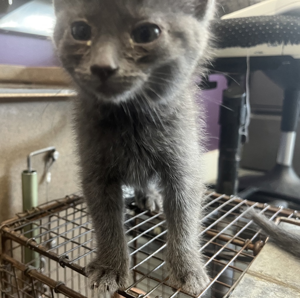 Shelter Stray Female Cat last seen Near N Redwood Road, SALT LAKE CITY, UT, 84116, 511 W 3900 S, Salt Lake City, UT 84123, USA