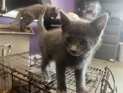 Shelter Stray Male Cat last seen Near N Redwood Road, SALT LAKE CITY, UT, 84116, 511 W 3900 S, Salt Lake City, UT 84123, USA