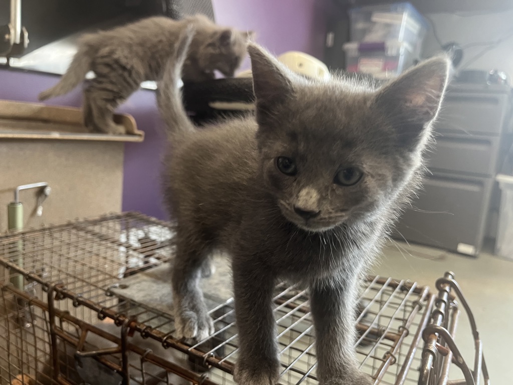 Shelter Stray Male Cat last seen Near N Redwood Road, SALT LAKE CITY, UT, 84116, 511 W 3900 S, Salt Lake City, UT 84123, USA