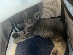 Shelter Stray Male Cat last seen Near N Redwood Road, SALT LAKE CITY, UT, 84116, 511 W 3900 S, Salt Lake City, UT 84123, USA