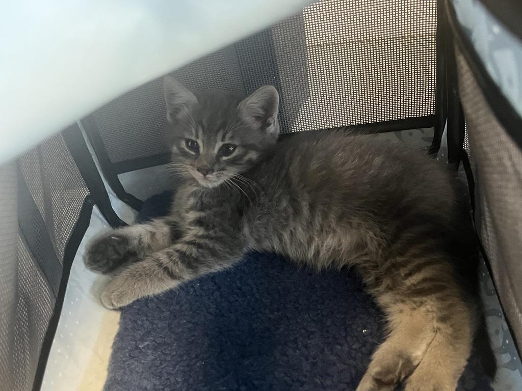 Shelter Stray Male Cat last seen Near N Redwood Road, SALT LAKE CITY, UT, 84116, 511 W 3900 S, Salt Lake City, UT 84123, USA