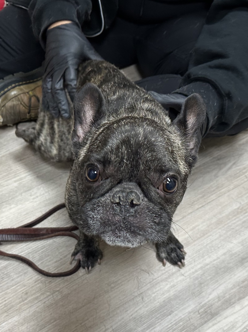 Shelter Stray Male Dog last seen Near Mission Avenue, Oceanside, CA, 92054, Oceanside, CA 92058, USA