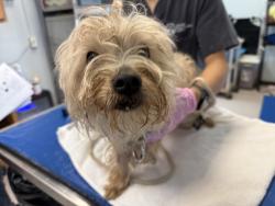 Shelter Stray Male Dog last seen 92nd Street, NEW YORK, NY, 10025, 326 E 110th St, New York, NY 10029, USA