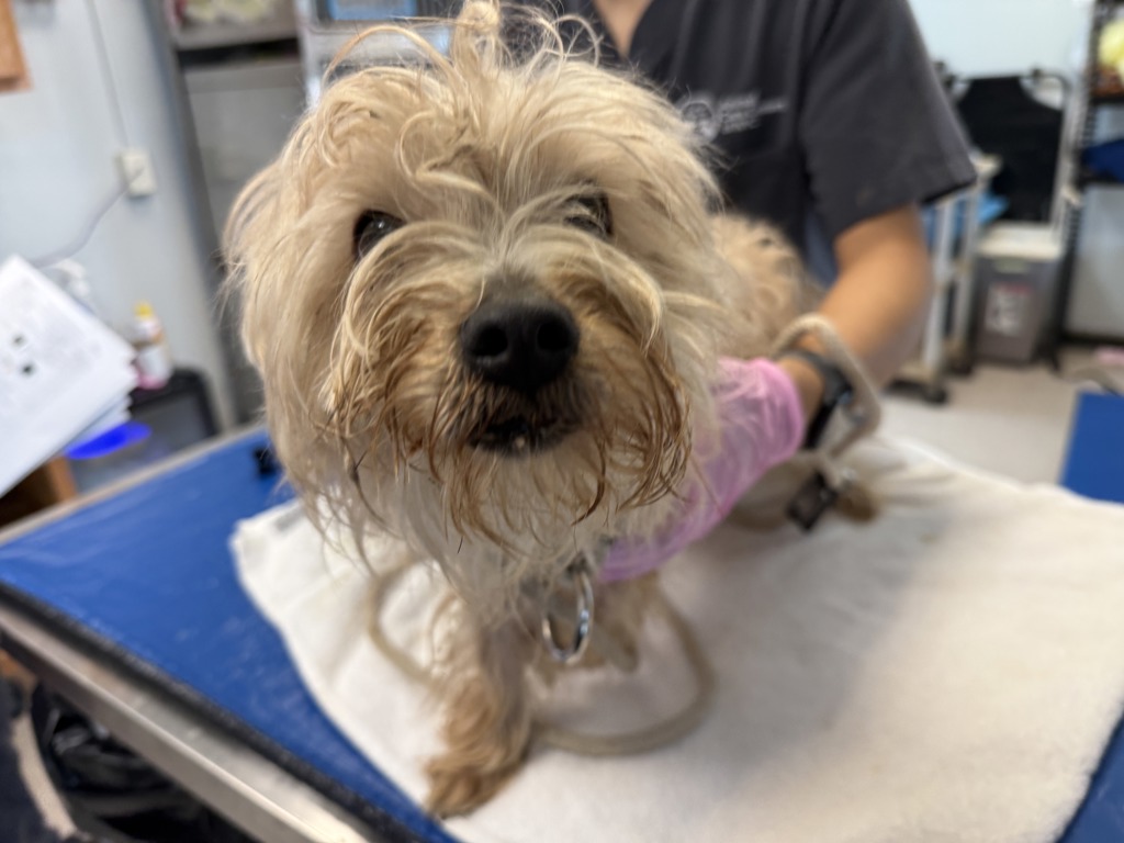Shelter Stray Male Dog last seen 92nd Street, NEW YORK, NY, 10025, 326 E 110th St, New York, NY 10029, USA