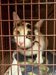 Shelter Stray Female Cat last seen Near Circle Drive, AUSTIN, TX, 78736, 7201 Levander Loop bldg a, Austin, TX 78702, USA