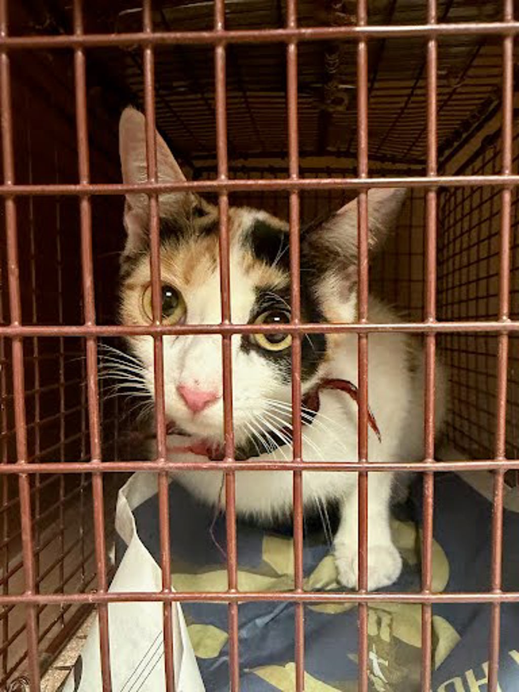 Shelter Stray Female Cat last seen Near Circle Drive, AUSTIN, TX, 78736, 7201 Levander Loop bldg a, Austin, TX 78702, USA
