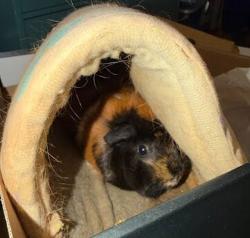Shelter Stray Unknown Other last seen Cactus Lane, AUSTIN, TX, 78745, 7201 Levander Loop bldg a, Austin, TX 78702, USA