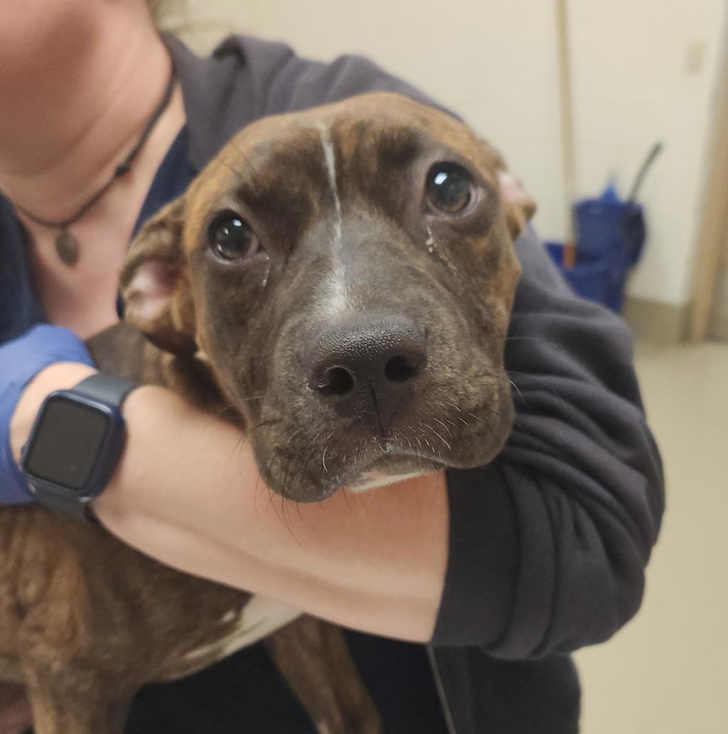 Shelter Stray Female Dog last seen AUSTIN, TX, 78753, 7201 Levander Loop bldg a, Austin, TX 78702, USA