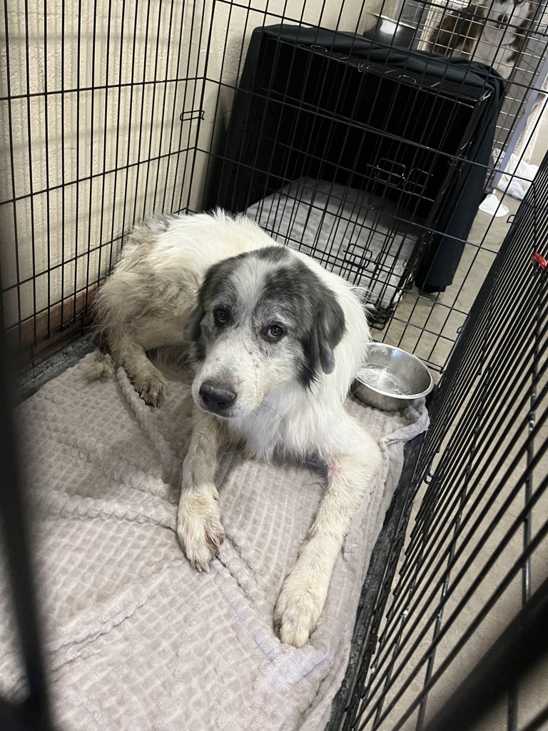 Shelter Stray Unknown Dog last seen Near Farm To Market Road 812, TX, 7201 Levander Loop bldg a, Austin, TX 78702, USA
