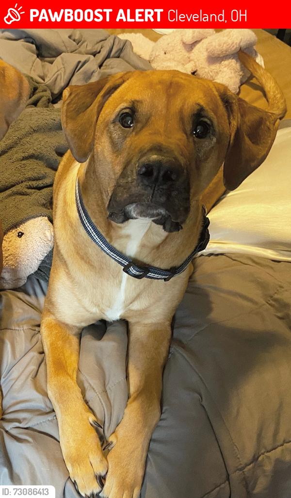 Lost Male Dog last seen W44th and St Clai, Cleveland, OH 44114